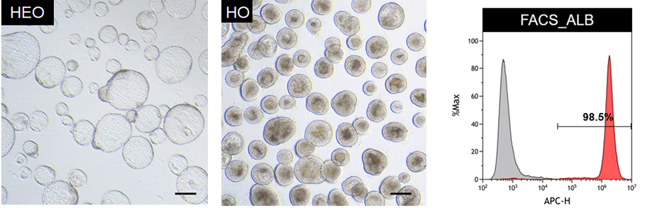 Liver Organoids