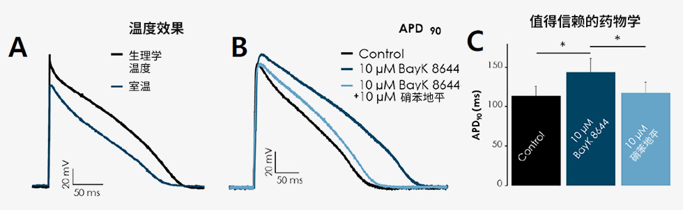 iPSC Derived Cardiomyocytes